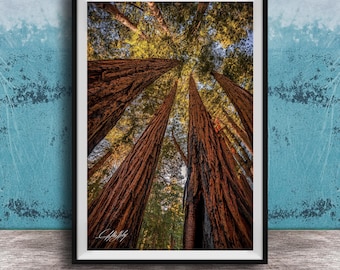 Muir Woods Redwood Wall Art - California Nature Landscape Print