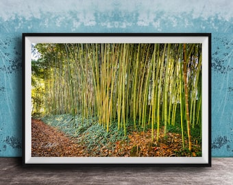 Biltmore Estate Bamboo Grove Art Print (Rustic Nature Wall Decor)