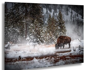 Yellowstone Bison Canvas Print, Snowy Scene (Multiple Sizes)