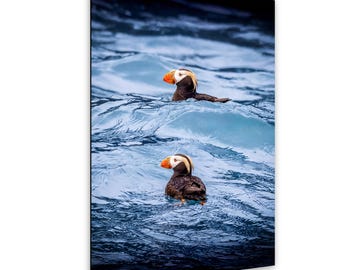 Wildlife