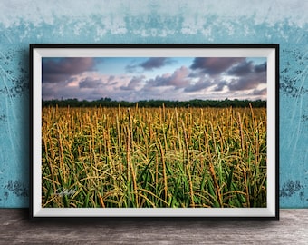 Cornfield Landscape Print: Summer Farm Scene (Various Sizes)