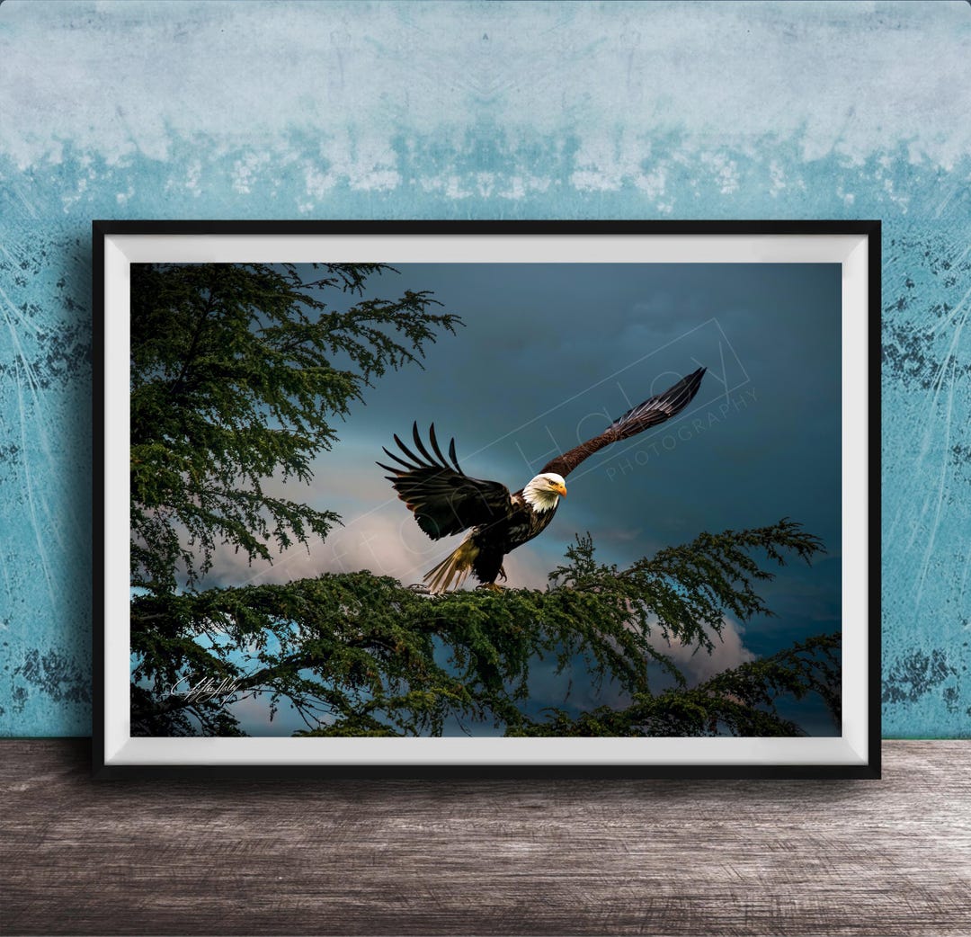 American Bald Eagle Wall Art - Alaska Nature Photography - Etsy