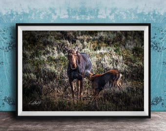 Moose Mother and Calf Illustration - Watercolor Nature Wall Art