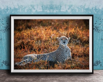 Maximalist Cheetah Wall Art - Bright Safari Animal Print