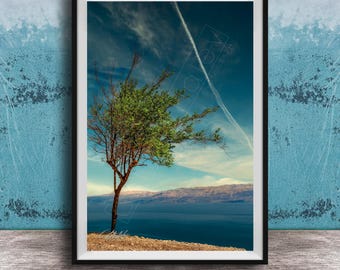 Ein Gedi Landscape Print - Solitary Acacia Tree Over Dead Sea