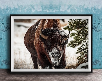 Bison Photo Print: Snowy Winter Landscape (Framed or Canvas)