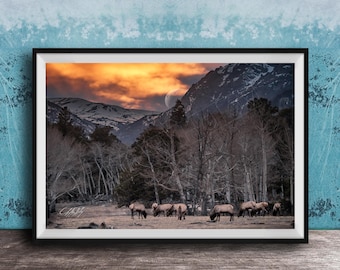 Rustic Bull Elk Poster: Rocky Ridge Wildlife Wall Art