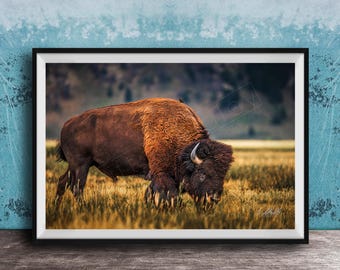 Buffalo Canvas Print: Shaggy Bison Wildlife - Rustic Earth Tones