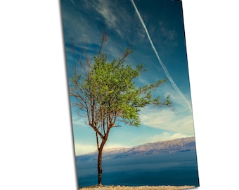 Ein Gedi Dead Sea Landscape, Acacia Tree Israel Photo, Spiritual Nature Print, Holy Land Wall Art, Made To Order Decor