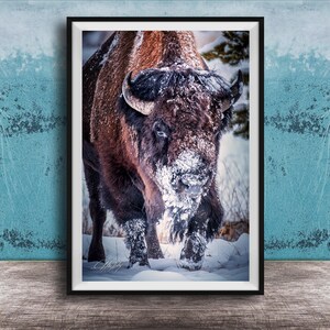 Può includere: Una stampa artistica da parete incorniciata che presenta una fotografia in primo piano di un grande bisonte americano in un paesaggio innevato. Il bisonte ha una folta pelliccia marrone scuro coperta da macchie di neve bianca, visibile su muso e zampe.