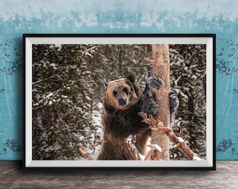 Yellowstone Brown Bear Art, Forest Scene (Printable or Framed)