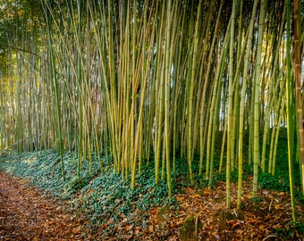 Biltmore Estate - Bamboo Grove