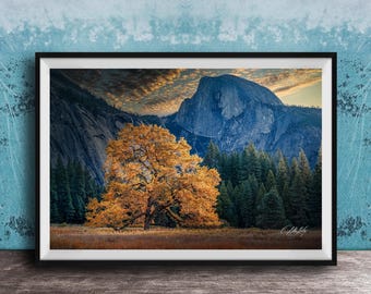 Ansel Adams "Lonely Oak" in Autumn Yosemite Fine Art Historic Photo Print