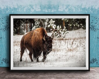 Snowy Bison Canvas Print - Rustic Wildlife Wall Decor