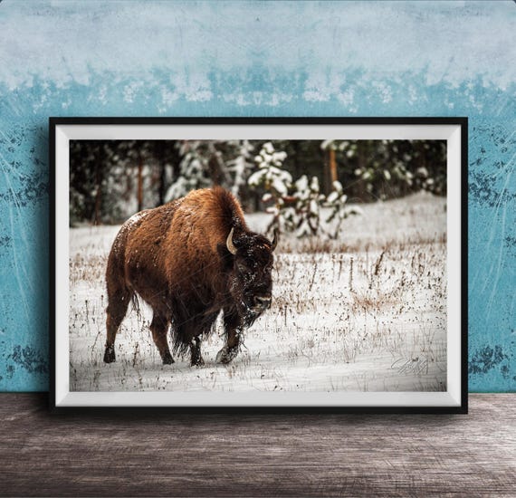 Snowy Bison Canvas, Rustic Wildlife Wall Decor | Artist Signed | Yellowstone Inspired Winter Scene
