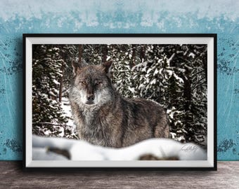 Gray Wolf Art Print: Yellowstone & Jackson Hole Nature (Canvas or Paper)