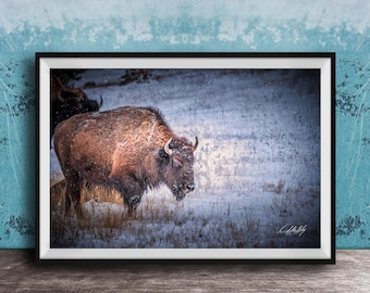 Bison Canvas Print: Snow Dusted, Earth Tone - Rustic Cabin Decor