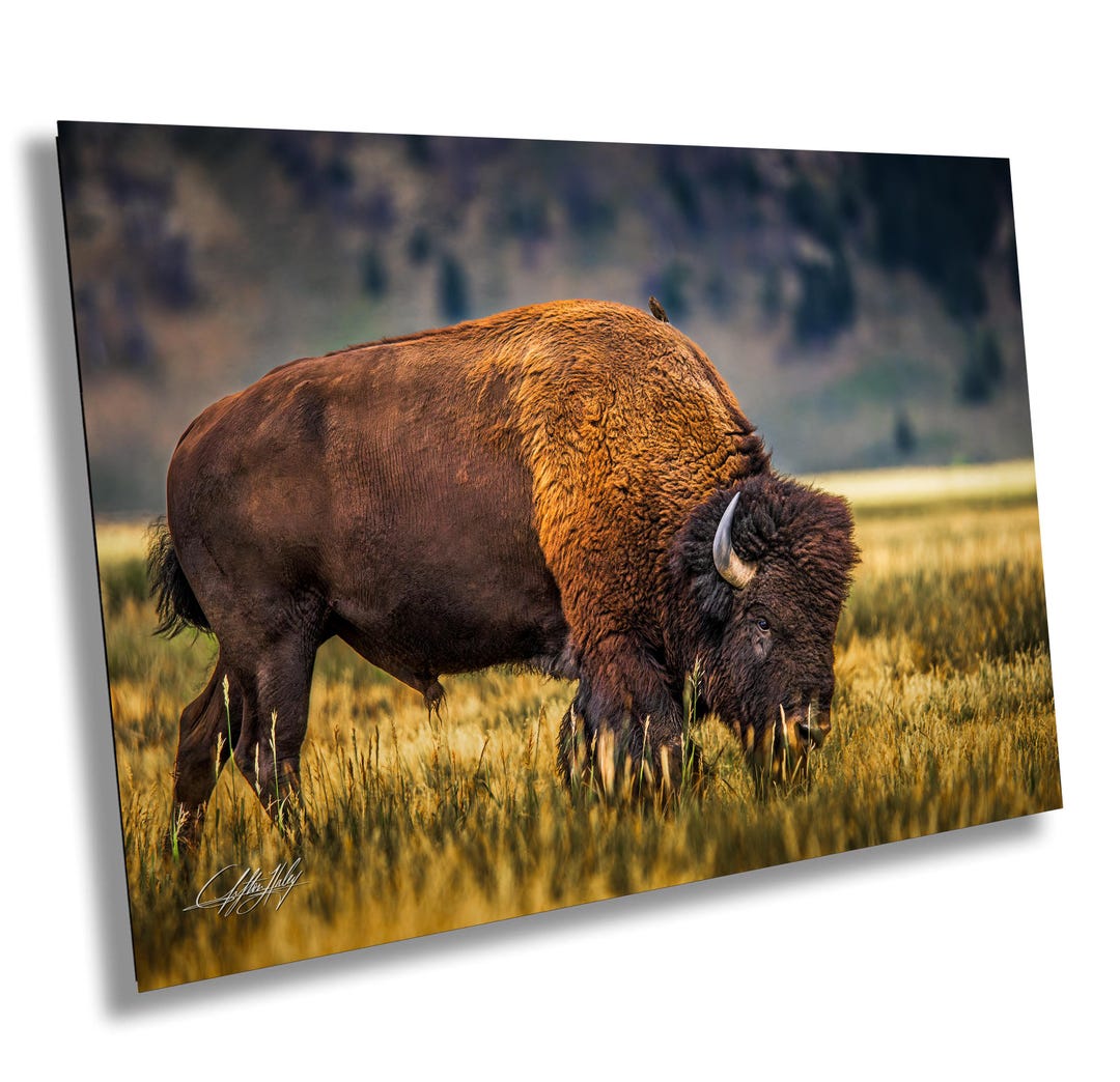 Buffalo Canvas Print, American Bison Art, Bison Decor, Wildlife Wall ...