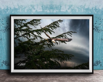 American Bald Eagle Wall Art: Alaska Wildlife Photography Print