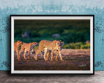 Cheetah Art Print: African Safari Wildlife (Multiple Sizes Available)