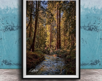 Muir Woods Redwood Print, California Landscape (Framed or Unframed)