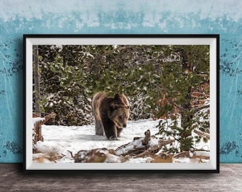Wildlife Photography Print: Grizzly Bear on Snow Hill (Framed or Canvas)