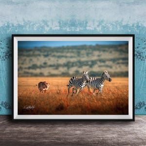 Lejon som jagar zebror, Masai Mara Safari - Väggkonst med vilda djur | Färgglad bohemisk dekor | Afrikanskt tryck