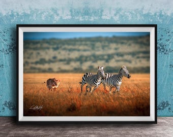 Lion Chasing Zebras Wall Art: Maasai Mara Safari Scene