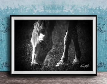 Cades Cove Horse Photo Print, Black and White Nature Scene (Smoky Mountains)