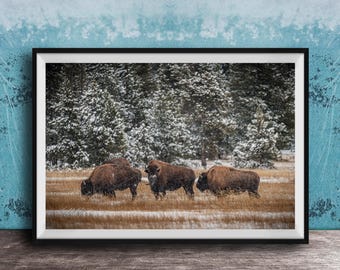 Bison Winter Landscape Art: Snowy Wildlife Scene on Canvas