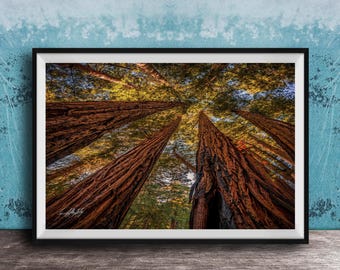 California Redwood Forest Print: Muir Woods Nature Photography
