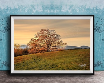 Biltmore Estate Sunset Tree Photo: Autumn Landscape, Blue Ridge Mountains