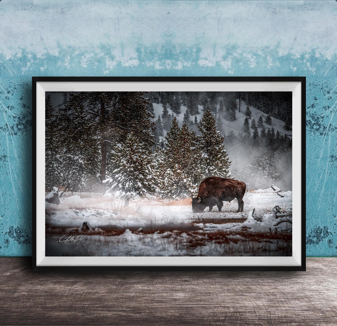 Yellowstone Bison Canvas Print, Snowy Scene (multiple Sizes) - Etsy
