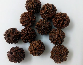 Lab certified 5 face mukhi Rudraksha- 5 Mukhi Natural Rudraksha Nepal bead - Lord Shiva - Meditation - Chanting, Certified Rudraksha