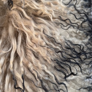 May include: Close-up of a fluffy, curly sheepskin rug with a mix of light brown and black wool.