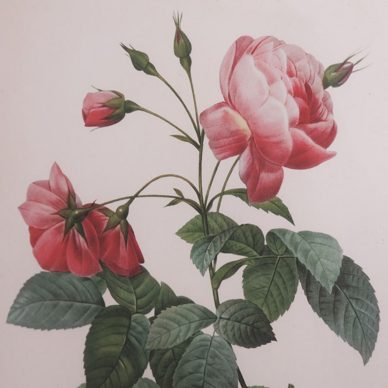 Prent van roos afbeelding 2