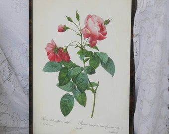 Picture of rose