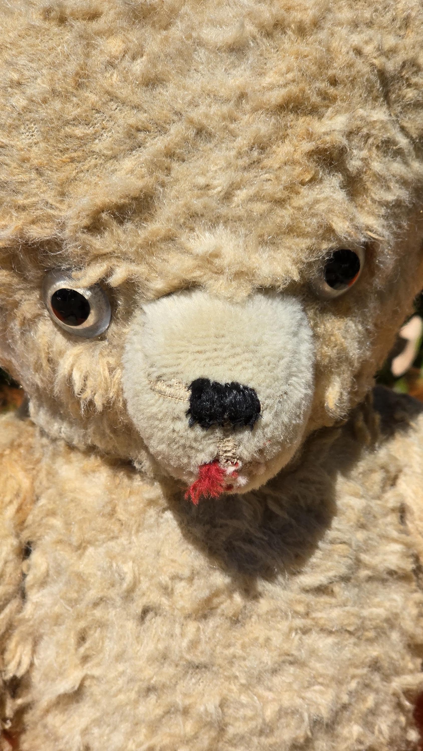 アンティークレアフランス製PINTEL 1930年代テディベア 19インチ(48cm