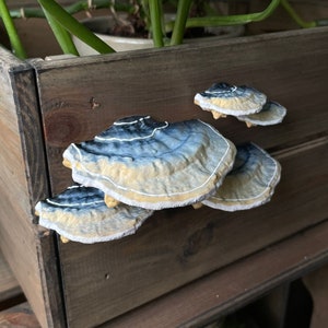 stick-on Fairycore Mushrooms/Shelf fungi, beige/blue ''Turkeytail'' (set of 5)