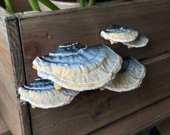 stick-on Fairycore Mushrooms/Shelf fungi, beige/blue ''Turkeytail'' (set of 5)