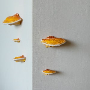 stick-on Mushrooms/Shelf fungi, orange (set of 5)