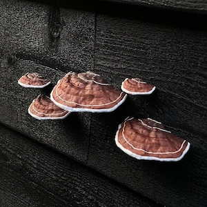 stick-on Mushrooms/Shelf fungi, brown (set of 5), RENTER FRIENDLY