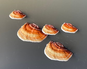 Paddestoelmagneten, 3D-koelkastmagneten (set van 5) - "Reishi"