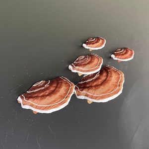 Mushroom Magnets, 3D fridge magnets (Set of 5) - "Brown"
