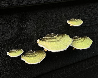 stick-on Mushrooms/Shelf fungi, "Mossy green" (set of 5), RENTER FRIENDLY