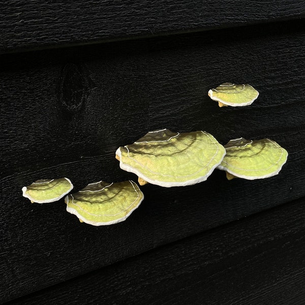stick-on Mushrooms/Shelf fungi, "Mossy green" (set of 5), RENTER FRIENDLY
