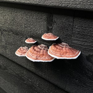 Plakpaddestoelen/plankschimmels, bruin set van 5, HUURVRIENDELIJK afbeelding 5