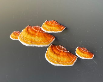 Mushroom Magnets, 3D fridge magnets (Set of 5) - "yellow/orange"