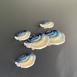 Mushroom Magnets, 3D fridge magnets (Set of 5) - "blue Turkeytail"