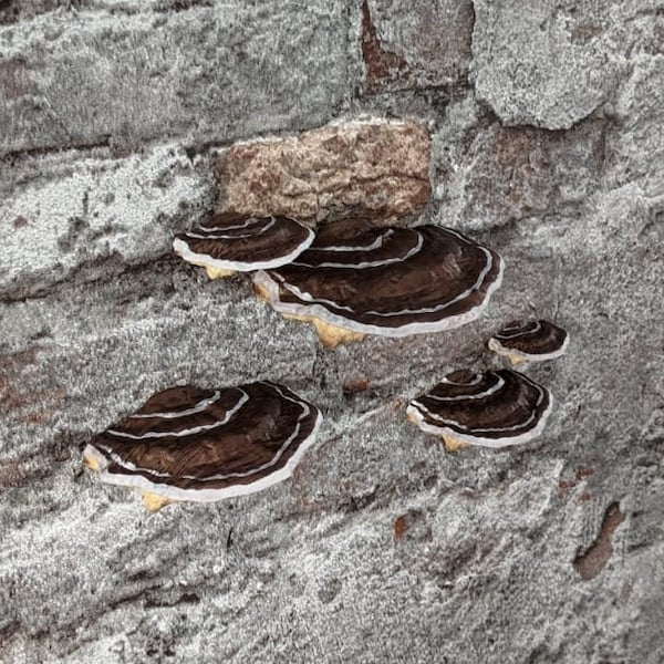 stick-on Mushrooms/Shelf fungi, dark brown (set of 5)